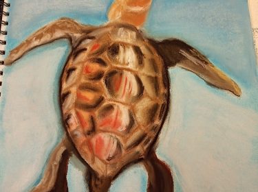 Turtle in pastel, by David