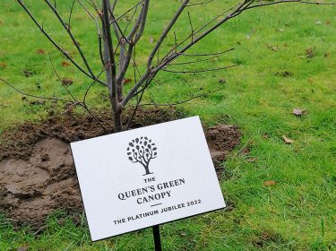 Planting A Tree for The Queen’s Jubilee
